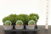 Hebe green globe, compacted evergreen shrub, 2 litre pot