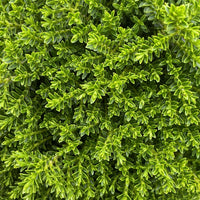 Close-up of dense green foliage with small oval leaves, filling the entire frame.