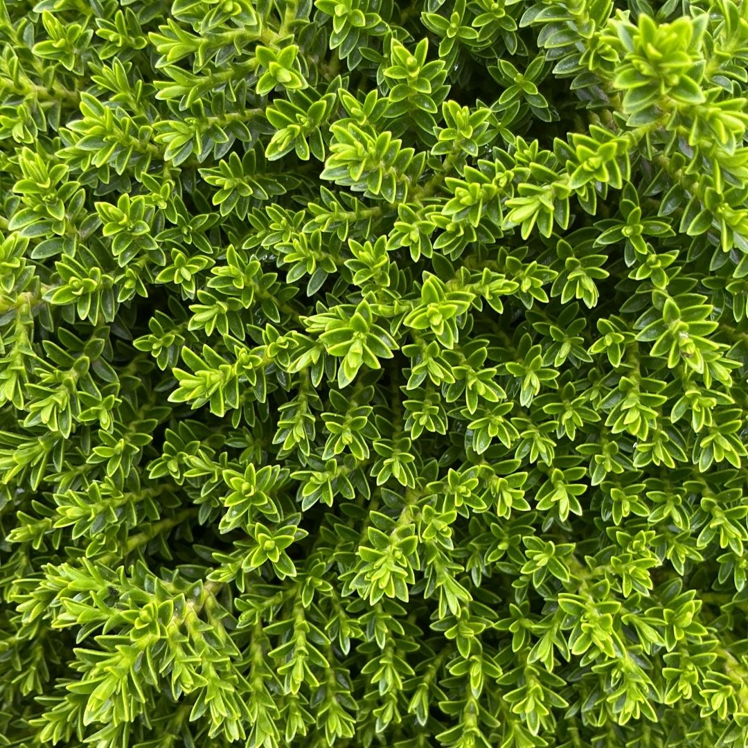 Close-up of dense green foliage with small oval leaves, filling the entire frame.