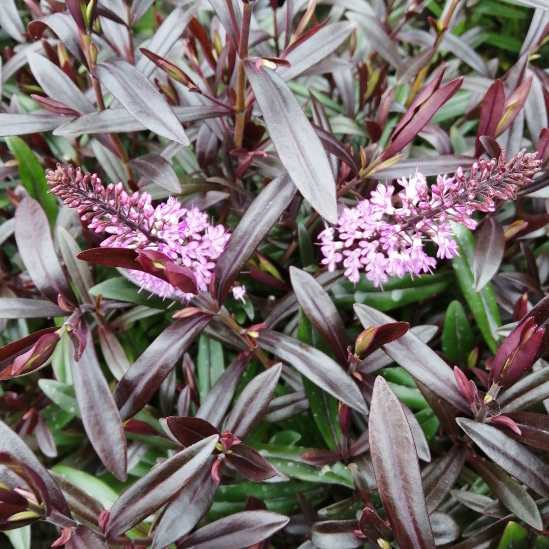 Hebe ‘Heidi’ with pink flower spikes and slender dark burgundy-purple foliage