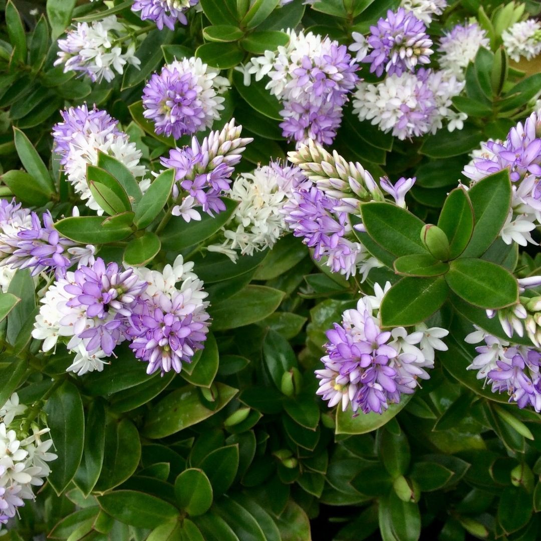 Hebe ‘High Voltage’ evergreen flowering shrub with lilac-purple and white flower spikes and glossy green foliage