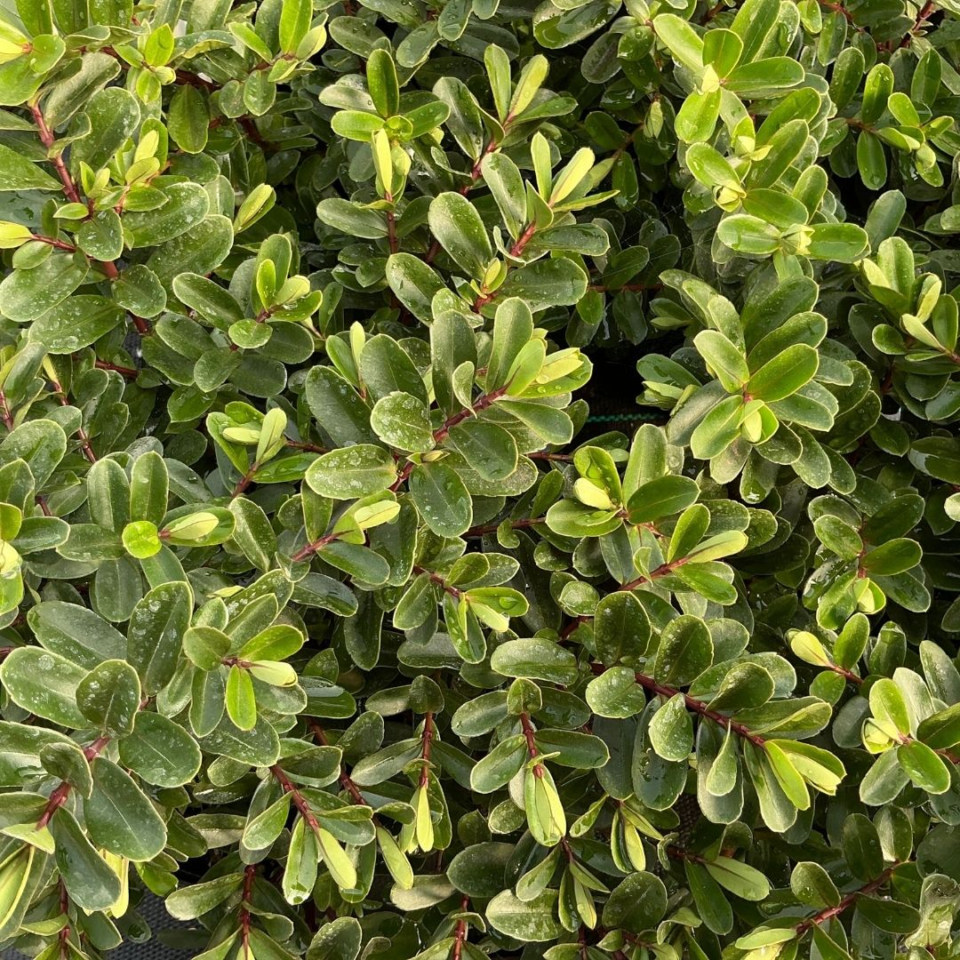 Close-up of a dense green leafy plant with oval glossy leaves and reddish stems, filling the frame.