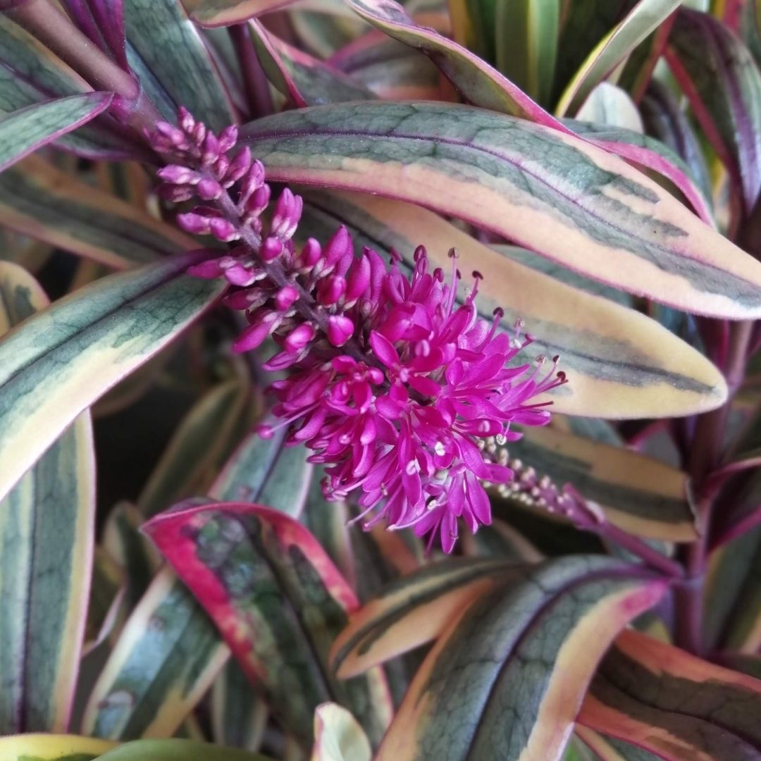 Close-up of a variegated plant with green, cream, and pink leaves, featuring a prominent central cluster of bright magenta-purple flowers.