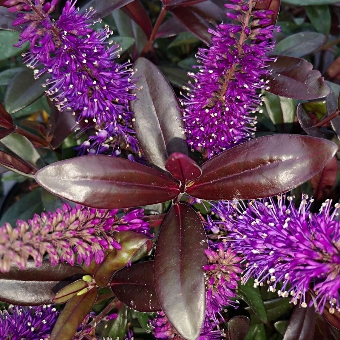 Hebe ‘Johnny Day’ evergreen flowering shrub with vivid purple flower spikes and glossy burgundy foliage