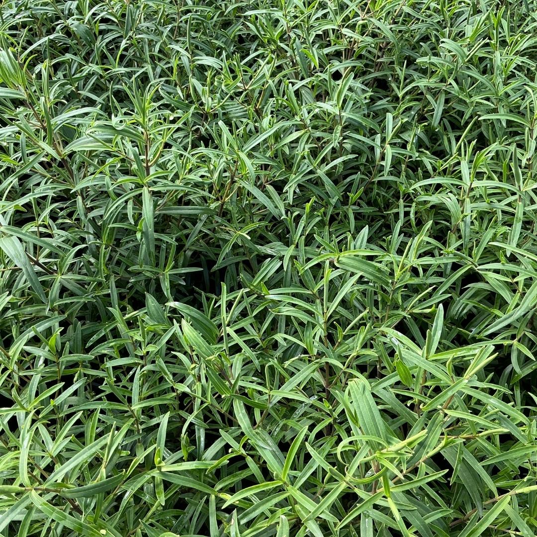 Hebe kirkii evergreen shrub with dense, narrow green foliage and fresh new growth