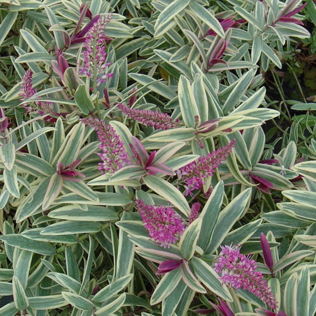Variegated plant with narrow green and cream striped leaves and clusters of small pink-purple flowers, shown in a close-up garden-style view.