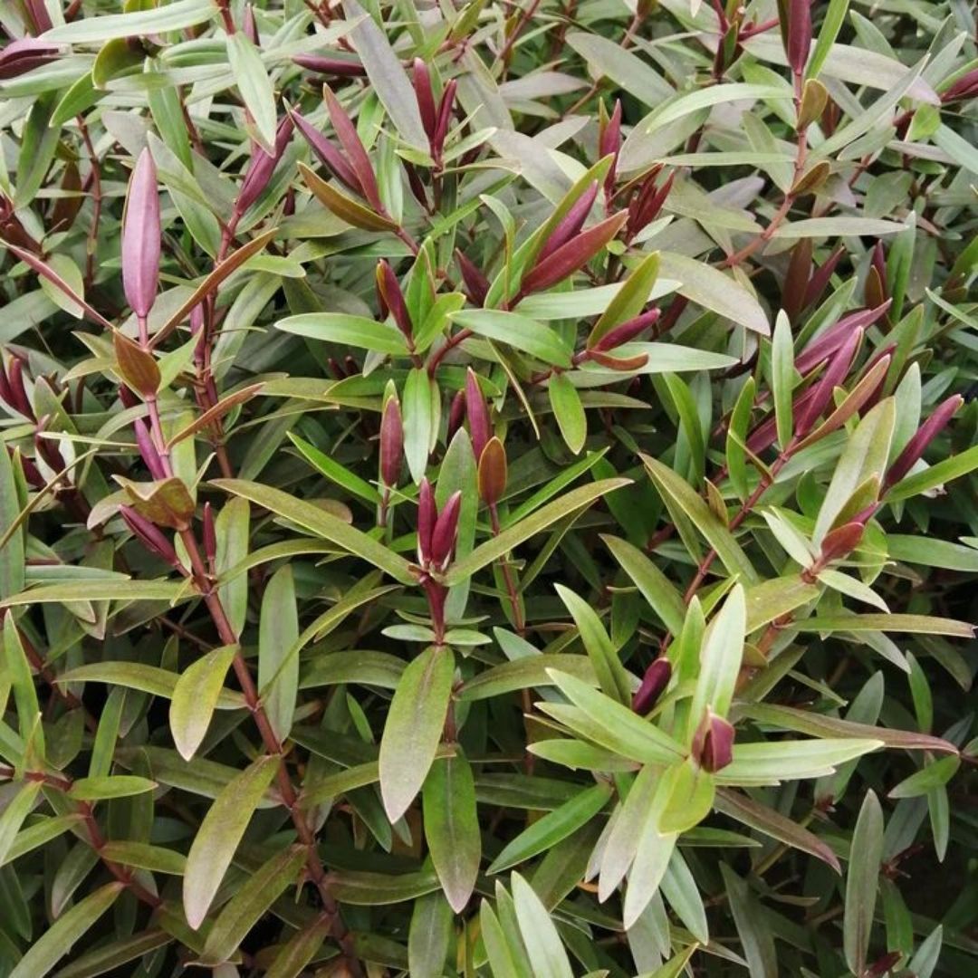 Close-up of a leafy green plant with many narrow green leaves and numerous reddish-purple new buds or shoots emerging along the stems.