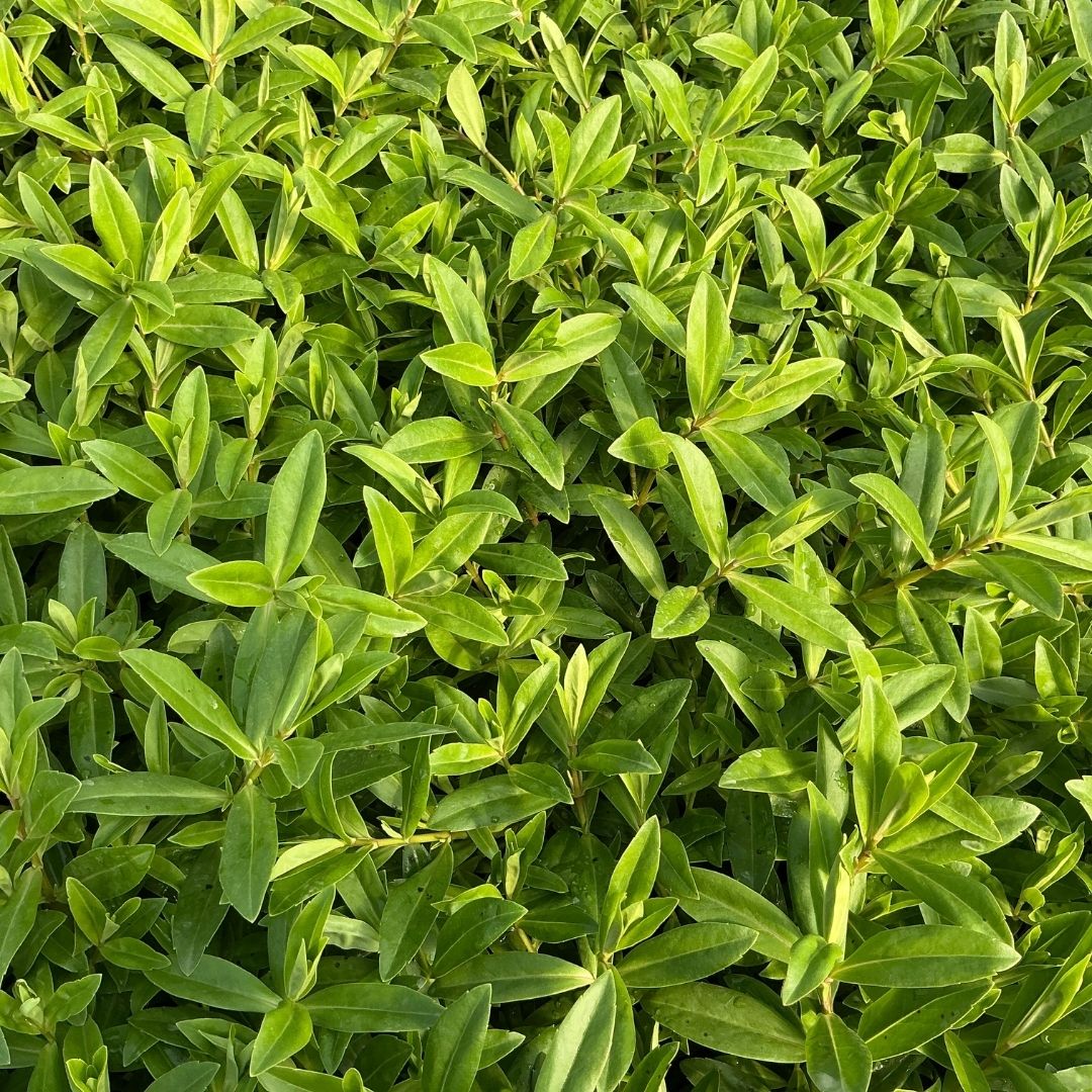 Close-up of dense green foliage with small, oval-shaped leaves growing tightly together.