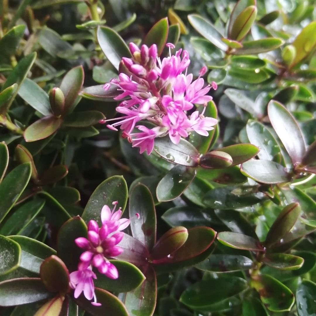 Hebe ‘Matty Brown’ evergreen flowering shrub with bright pink flowers and glossy dark green foliage tinged burgundy