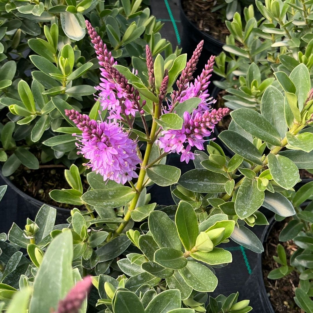 A close-up of a flowering plant with dense green leaves and upright clusters of small purple flowers in black nursery pots.