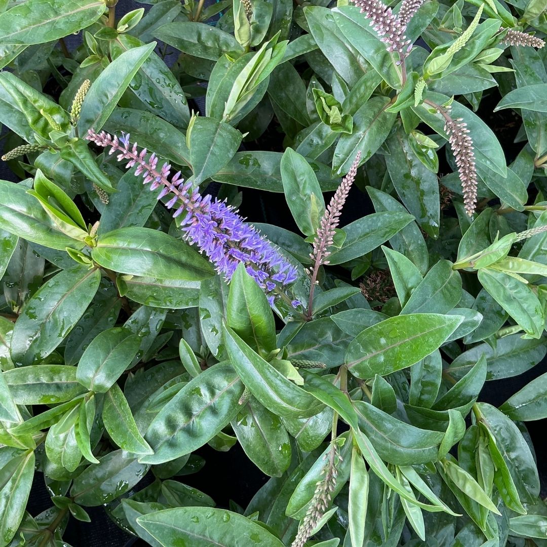 Hebe ‘Midsummer Beauty’ evergreen flowering shrub with long violet-purple flower spikes and glossy green foliage