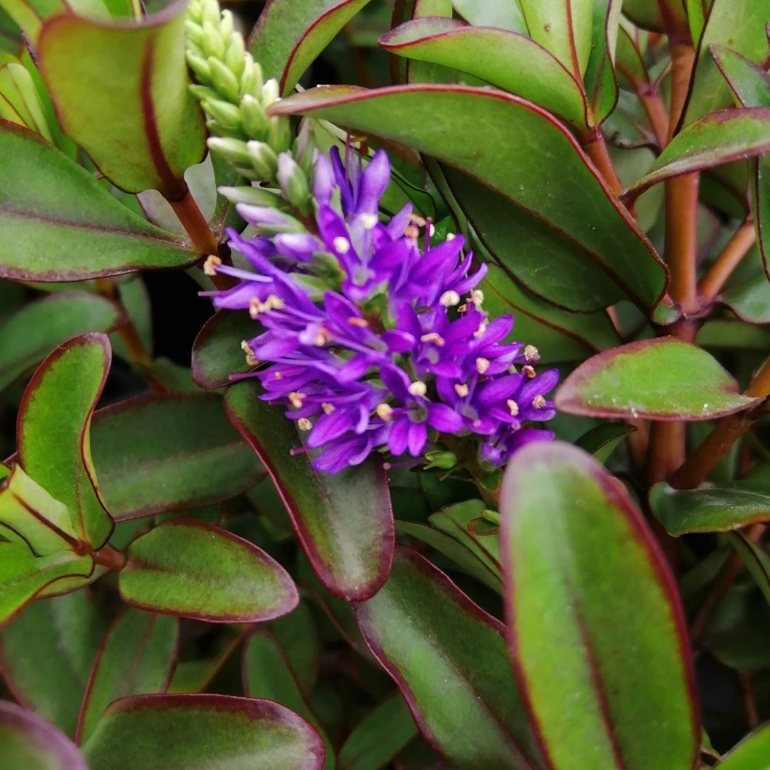 Close-up of a purple flower cluster surrounded by green leaves with reddish-purple edges on a plant.