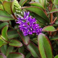 Close-up of a purple flower cluster surrounded by green leaves with reddish-purple edges on a plant.