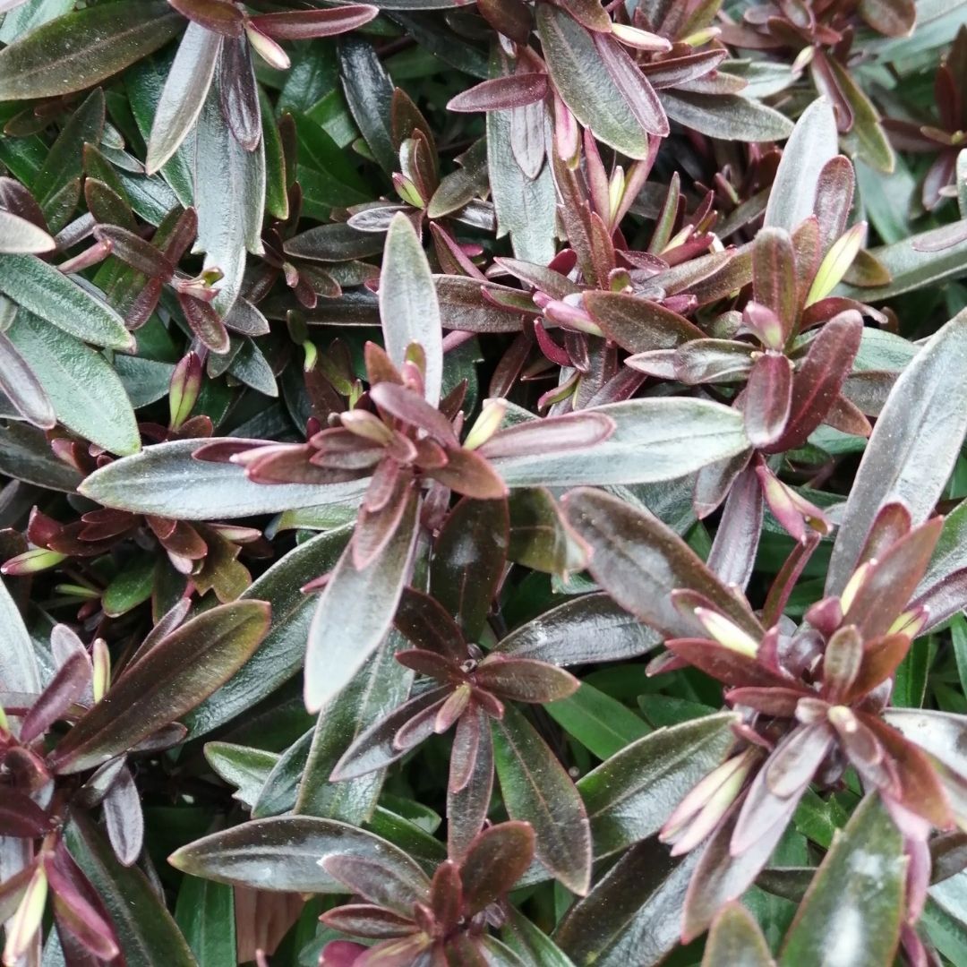 Close-up of a dense leafy plant with elongated oval leaves in dark green and deep burgundy tones.
