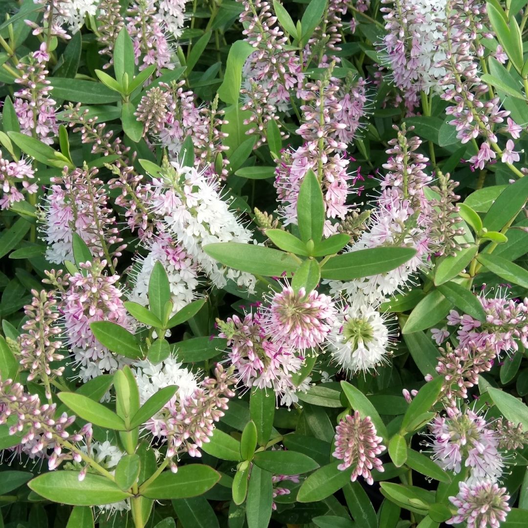 Close-up of a dense flowering plant with green leaves and clusters of small pink and white flowers.
