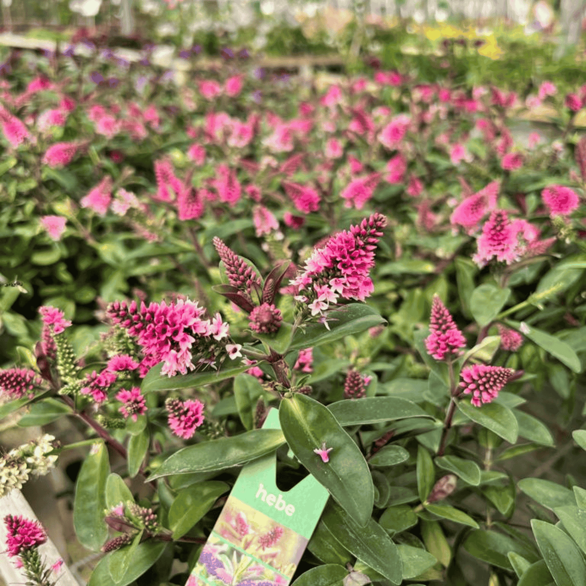 Colourful bright pink cone shap blooms with lush evergreen foliage.