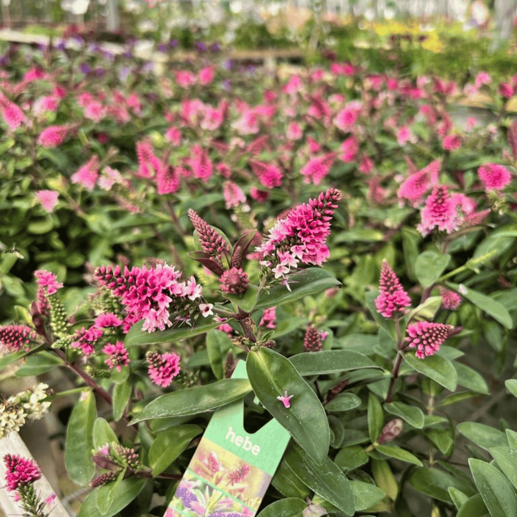 Colourful bright pink cone shap blooms with lush evergreen foliage.