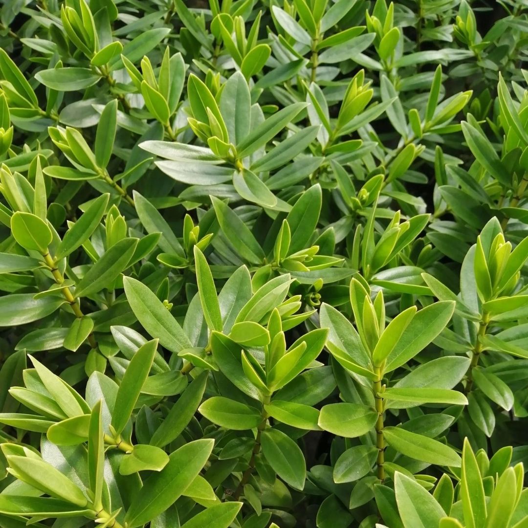 Close-up of a dense green leafy plant with glossy oval leaves and small green buds.