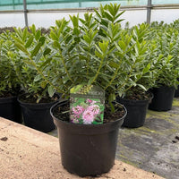 A potted Hebe plant with dense green foliage in a black plastic nursery pot, with a small tag visible in the soil, photographed in a greenhouse among other similar plants.