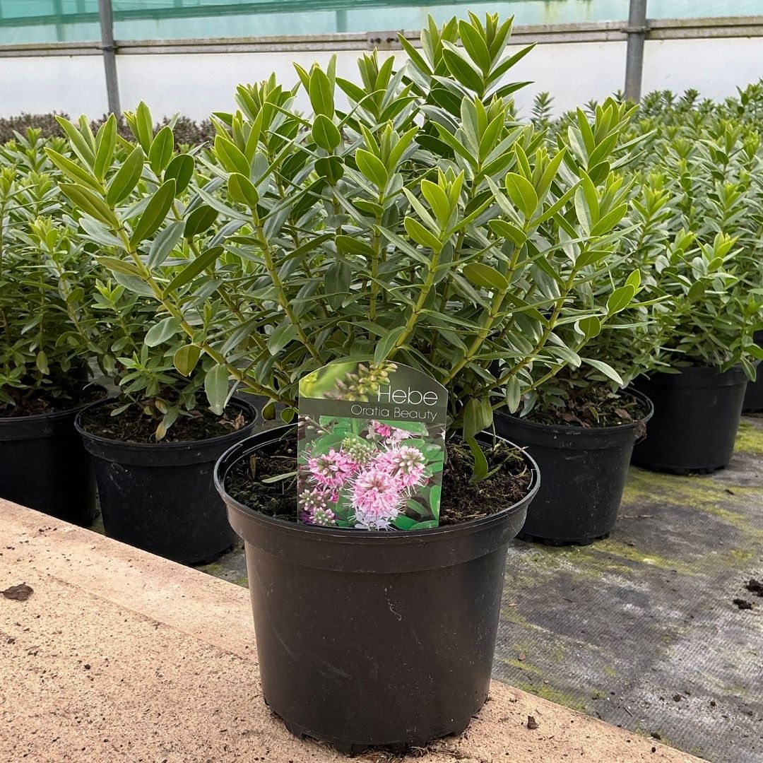 A potted Hebe plant with dense green foliage in a black plastic nursery pot, with a small tag visible in the soil, photographed in a greenhouse among other similar plants.