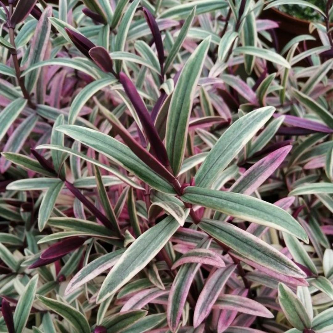 Close-up of a variegated plant with narrow leaves in green, cream, and reddish-purple tones, filling the frame.