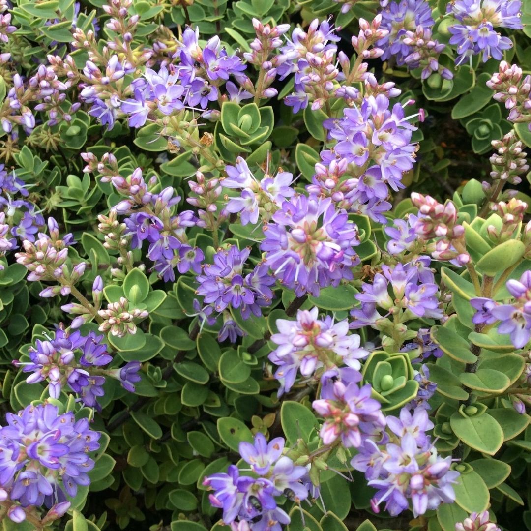 Close-up of a dense flowering plant with small lavender-purple blossoms and oval green leaves.
