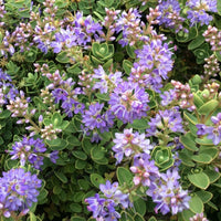 Close-up of a dense flowering plant with small lavender-purple blossoms and oval green leaves.