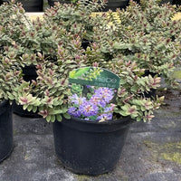 A potted Hebe 'Pastel Blue' plant in a black nursery pot, with green and purple foliage and a green product tag visible in the center, set in a nursery environment.