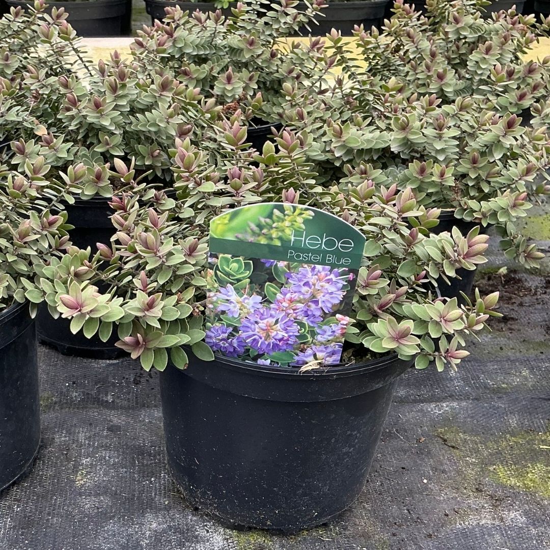A potted Hebe 'Pastel Blue' plant in a black nursery pot, with green and purple foliage and a green product tag visible in the center, set in a nursery environment.
