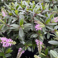 A close-up of a leafy plant with oval green leaves and upright pink flower spikes growing in a dark container.