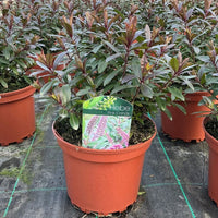 A potted Hebe 'Pink Candy' plant in a terracotta-colored plastic pot, situated in a nursery row with other plants and pots on a black landscape fabric.