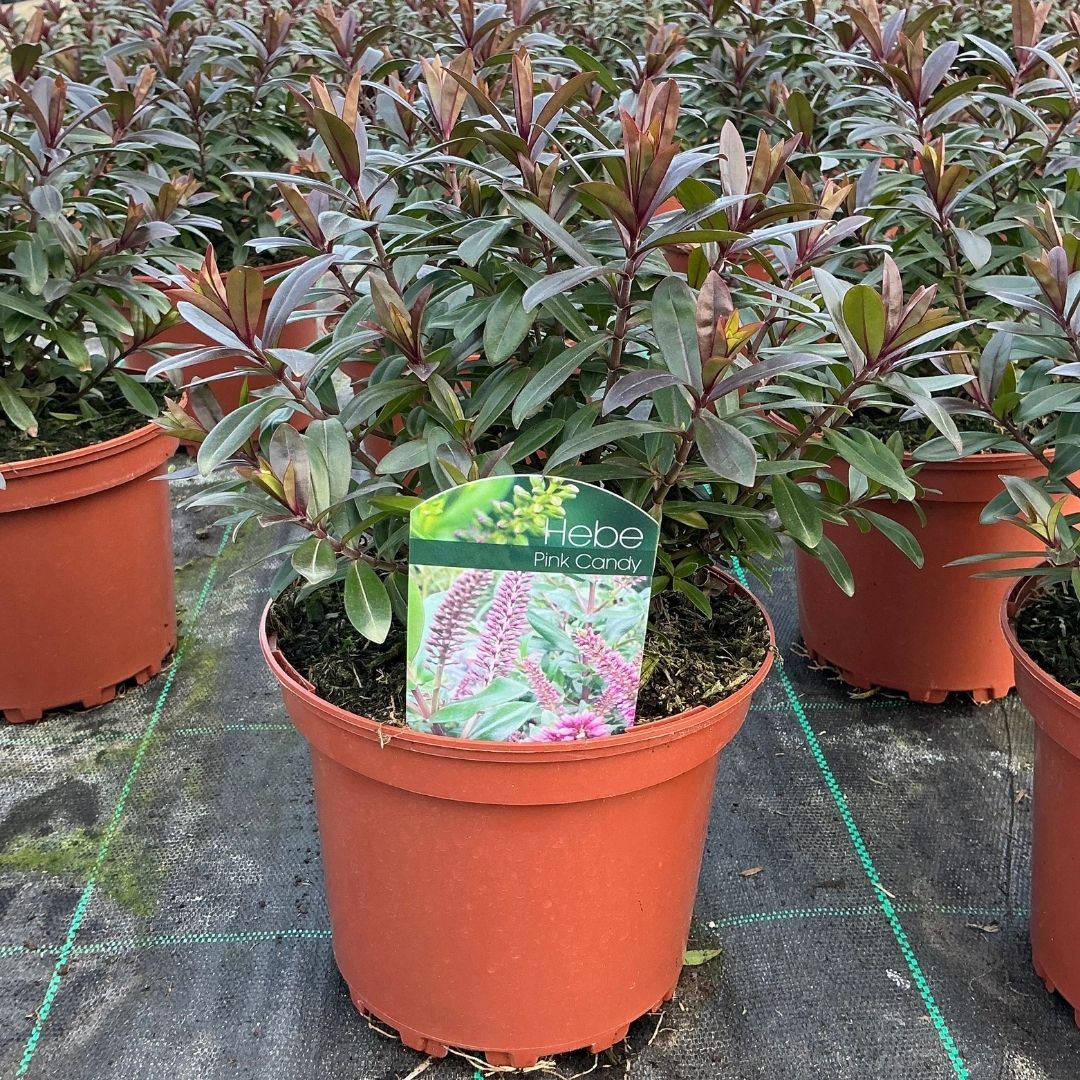 A potted Hebe 'Pink Candy' plant in a terracotta-colored plastic pot, situated in a nursery row with other plants and pots on a black landscape fabric.