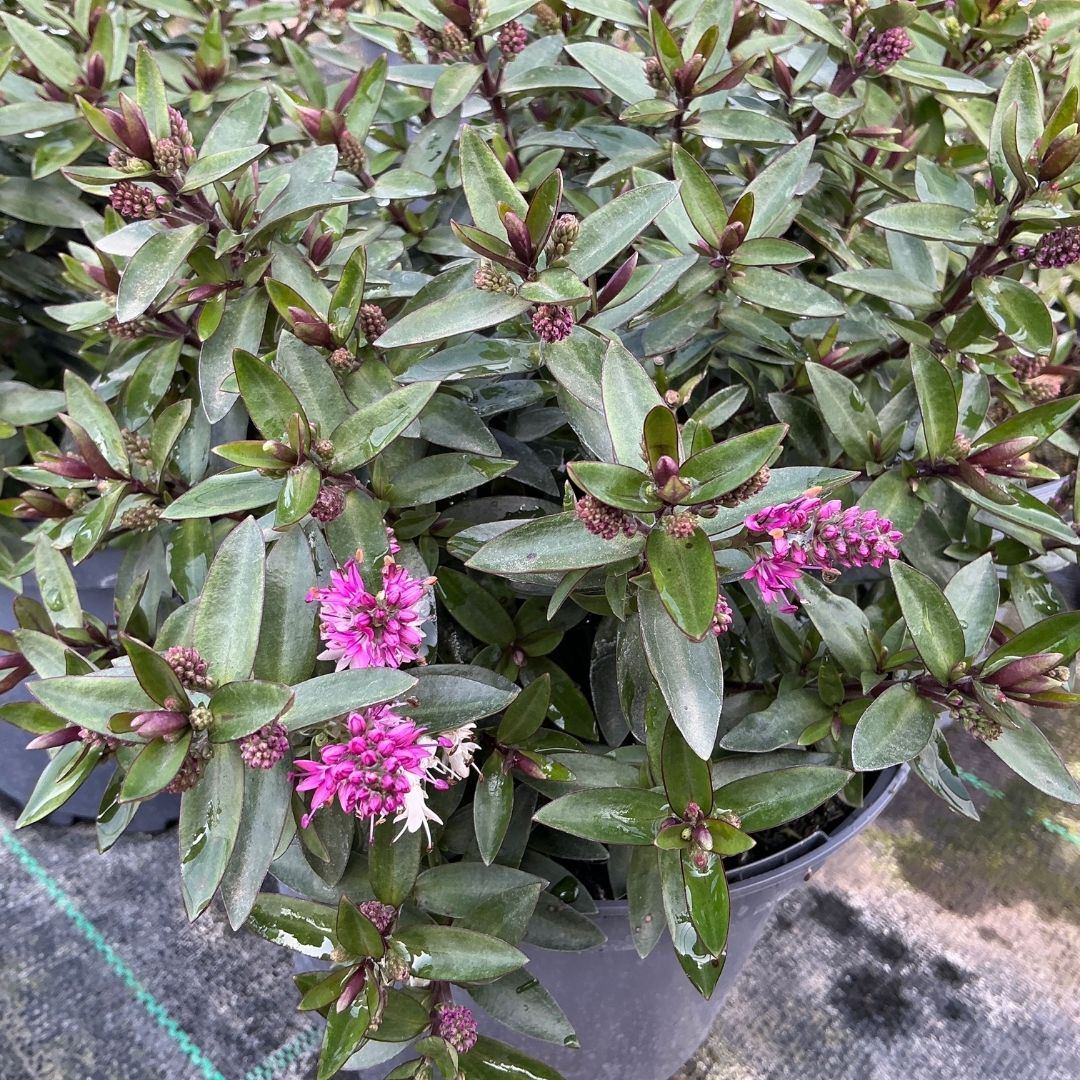 A potted plant Hebe Pink Starburst featuring glossy green leaves with silver-white margins and clusters of bright pink flowers.