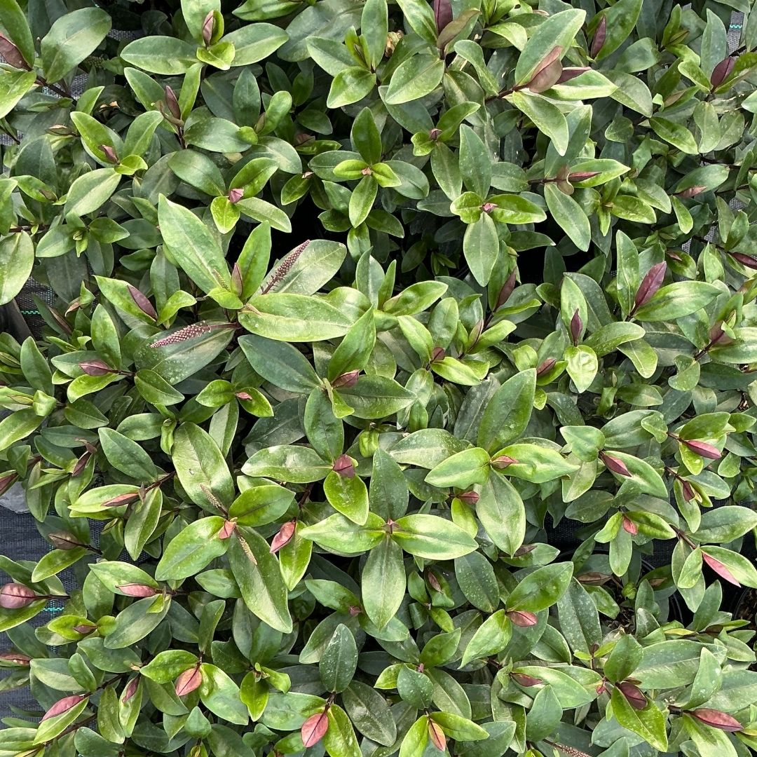 A dense leafy plant with oval green leaves and many reddish-pink new growth tips, photographed from above and filling the frame.