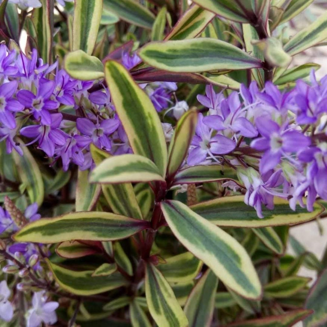 Close-up of a variegated plant with purple star-shaped flowers and green leaves with yellow edges.