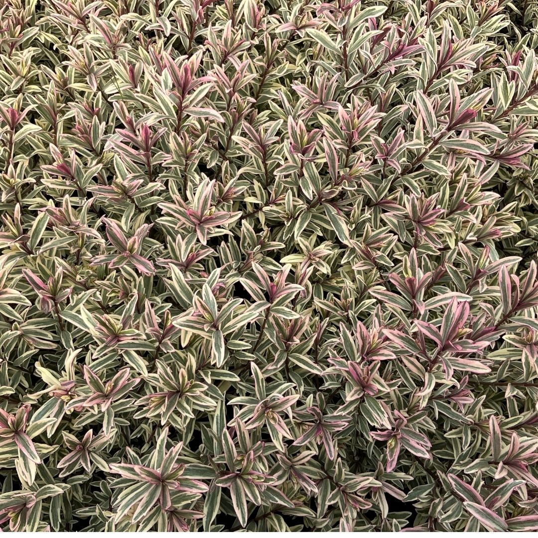 Close-up of a dense variegated groundcover plant with narrow, narrowleaf foliage in alternating green, cream-white, and dusty pink to mauve stripes.