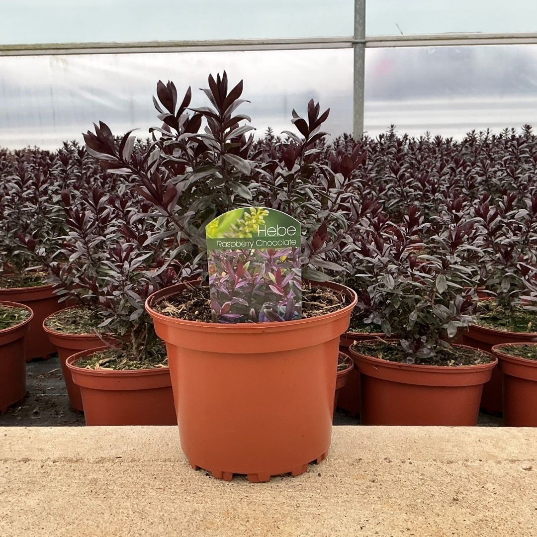 A potted Hebe Raspberry chocolate plant in a terracotta-colored plastic nursery pot, set in a greenhouse with other plants in the background.