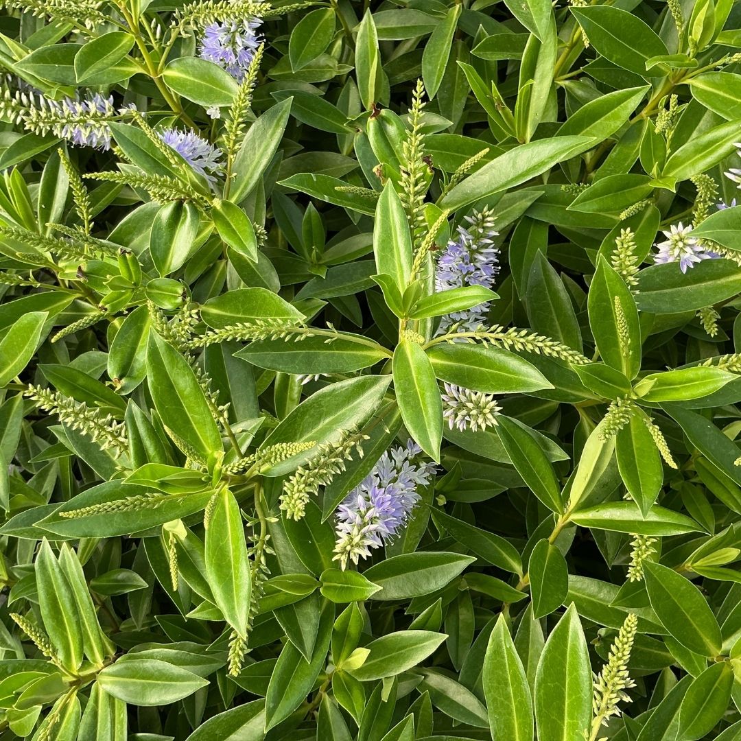 Close-up of a leafy green plant with oval glossy leaves and small clusters of light purple flowers.