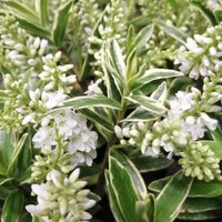 Close up of Variegated evergreen white flowering shrub