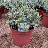 A potted Hebe 'Starlight' plant in a reddish-brown plastic nursery pot, sitting on soil in a nursery setting with other pots in the background.