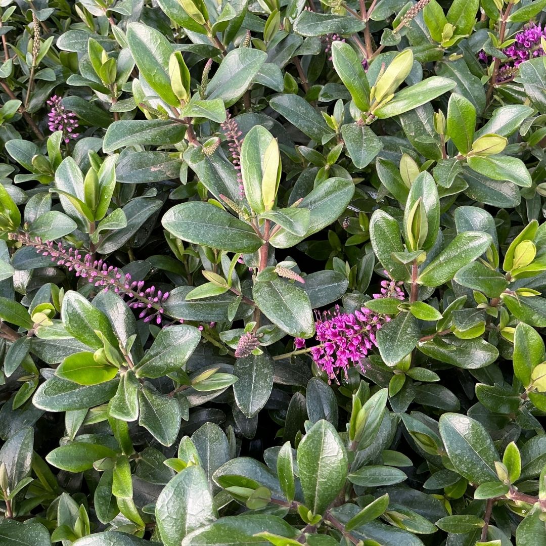 Glossy green plant with glossy oval leaves and clusters of small purple flowers, shown in a dense, leafy growth habit.