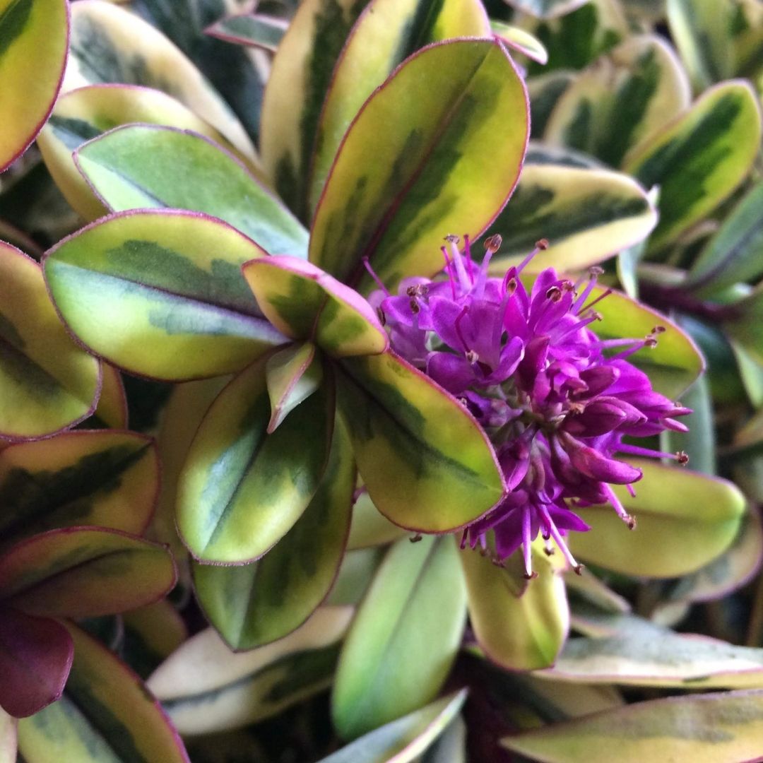 Close-up of a variegated leafy plant with oval green and yellow leaves outlined in reddish-purple, featuring a prominent cluster of bright magenta-purple flowers.
