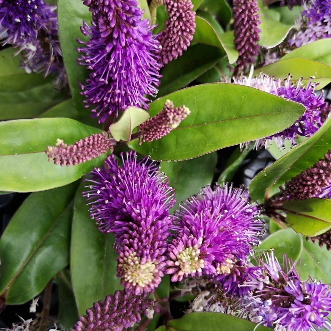 Close-up of purple flower spikes and green leaves, likely a flowering plant in bloom.