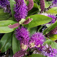 Close-up of purple flower spikes and green leaves, likely a flowering plant in bloom.