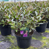 A potted Hebe plant with green and reddish leaves in a black nursery pot, displayed on a greenhouse floor with other plants in the background.