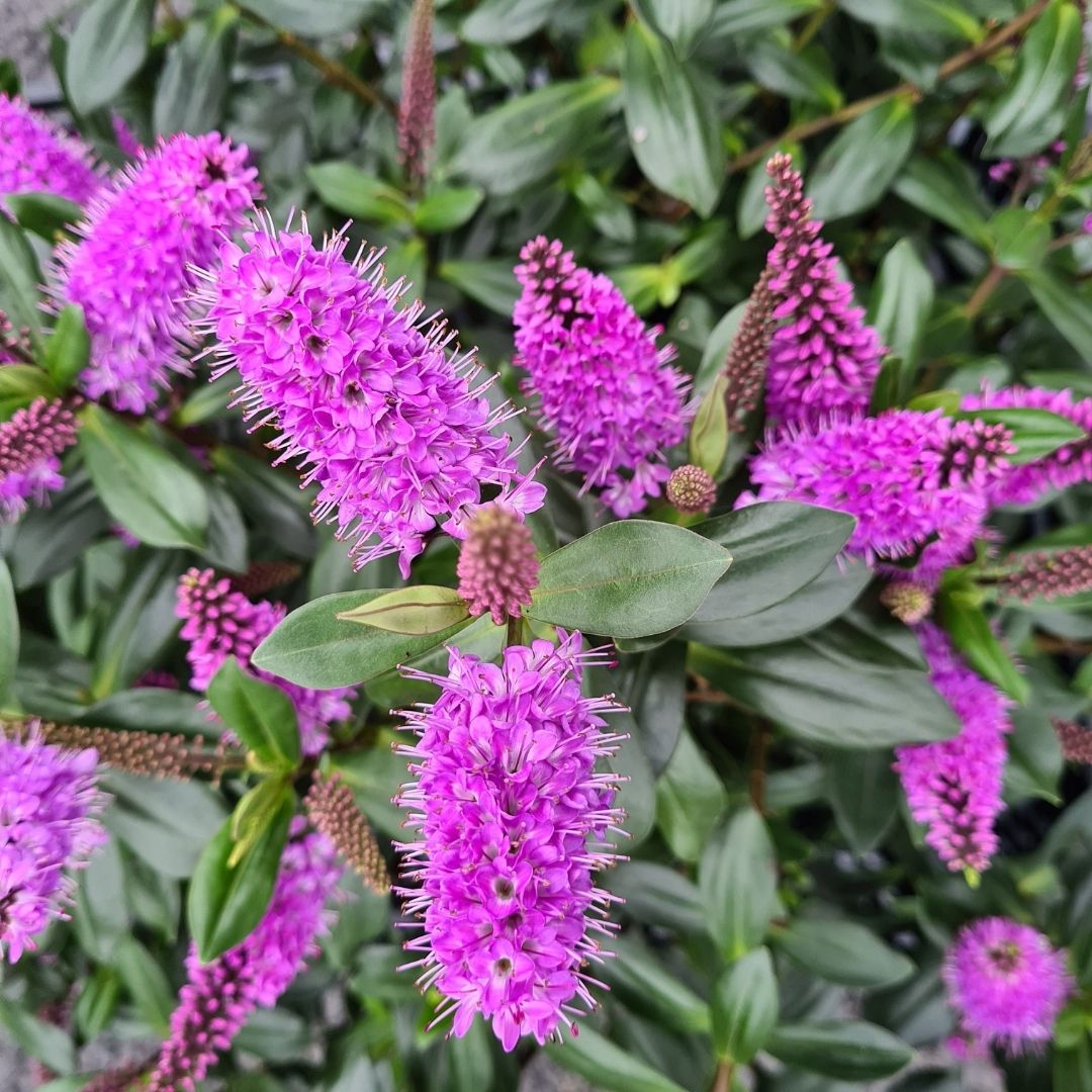 Close-up of a flowering plant with bright purple-pink spike clusters and glossy green leaves.