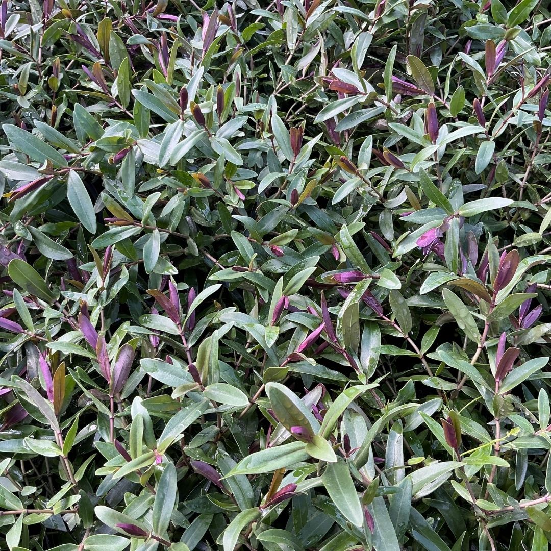 A dense evergreen plant with glossy green leaves and prominent purple-red undersides, filling the entire frame.