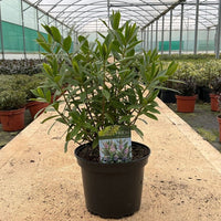 A potted green plant with narrow leaves in a black nursery pot, placed on a sandy path inside a greenhouse. A small product tag is visible in the soil.