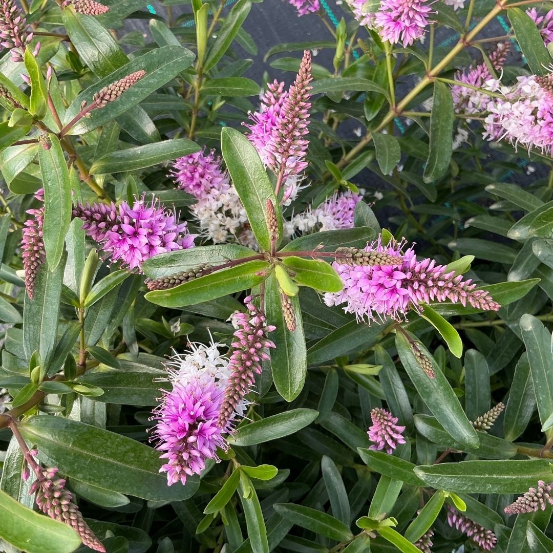 Hebe ‘Wiri Joy’