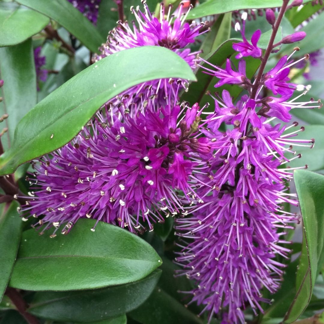 Close-up of vibrant purple blooms with numerous fine white stamens surrounded by glossy green leaves.
